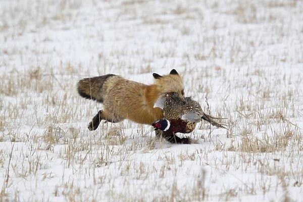 American Red Fox (Vulpes vulpes fulva) adult female, running in snow covered field with Common Pheasant