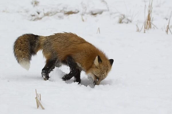 American Red Fox (Vulpes vulpes fulva) adult female, digging in snow, Minnesota, U. S. A. January (captive)