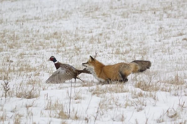 American Red Fox (Vulpes vulpes fulva) adult female, running in snow covered field capturing Common Pheasant