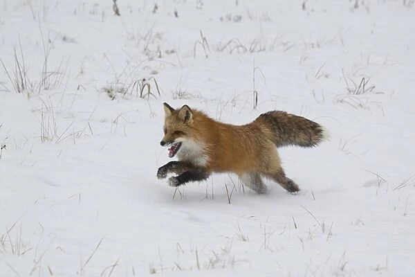 American Red Fox (Vulpes vulpes fulva) adult male, running on snow, Minnesota, U. S. A. January (captive)