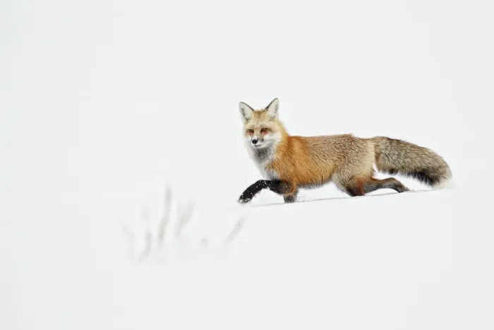 Framed Print : American Red Fox (Vulpes vulpes fulva) adult, walking on snow, Yellowstone N. P. Wyoming, U. S. A. february Framed Print : American Red Fox (Vulpes vulpes fulva) adult, walking on snow, Yellowstone N. P. Wyoming, U. S. A. february