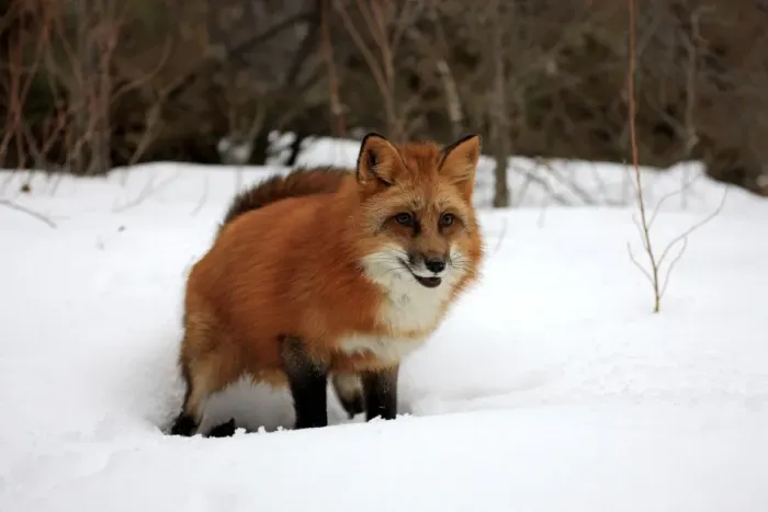 Framed Print : American Red Fox (Vulpes vulpes fulva) adult, defecating in snow, Montana, U. S. A. winter (captive) Framed Print : American Red Fox (Vulpes vulpes fulva) adult, defecating in snow, Montana, U. S. A. winter (captive)