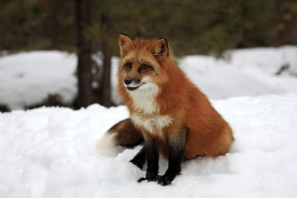 American Red Fox (Vulpes vulpes fulva) adult, sitting in snow, Montana, U. S. A. winter (captive)