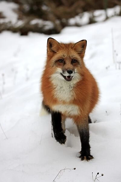 American Red Fox (Vulpes vulpes fulva) adult, standing in snow, Montana, U. S. A. winter (captive)