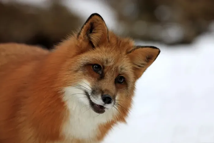 Framed Print : American Red Fox (Vulpes vulpes fulva) adult, close-up of head, in snow, Montana, U. S. A. winter (captive) Framed Print : American Red Fox (Vulpes vulpes fulva) adult, close-up of head, in snow, Montana, U. S. A. winter (captive)