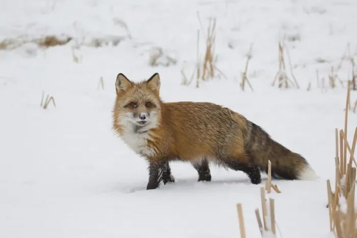 Framed Print : American Red Fox (Vulpes vulpes fulva) adult female, standing on snow, Minnesota, U. S. A. January (captive) Framed Print : American Red Fox (Vulpes vulpes fulva) adult female, standing on snow, Minnesota, U. S. A. January (captive)
