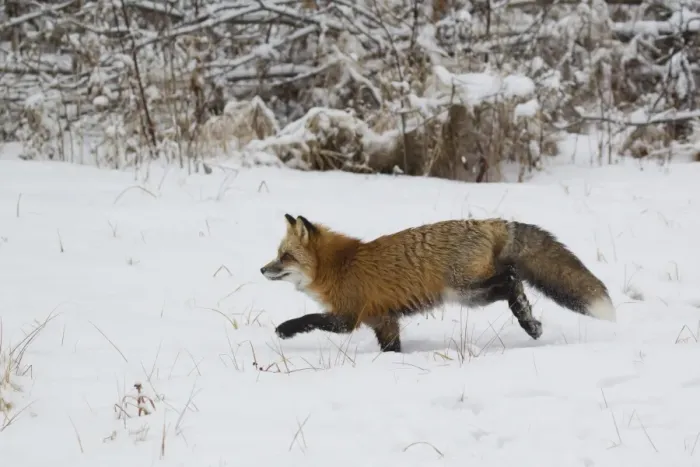 Framed Print : American Red Fox (Vulpes vulpes fulva) adult female, running on snow, Minnesota, U. S. A. January (captive) Framed Print : American Red Fox (Vulpes vulpes fulva) adult female, running on snow, Minnesota, U. S. A. January (captive)