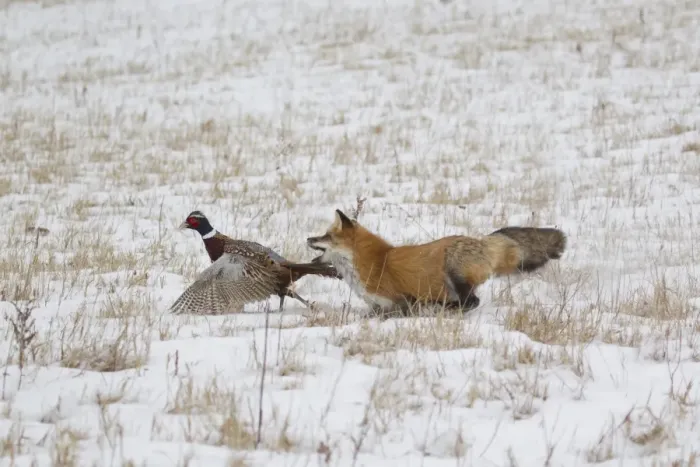Framed Print : American Red Fox (Vulpes vulpes fulva) adult female, running in snow covered field capturing Common Pheasant Framed Print : American Red Fox (Vulpes vulpes fulva) adult female, running in snow covered field capturing Common Pheasant