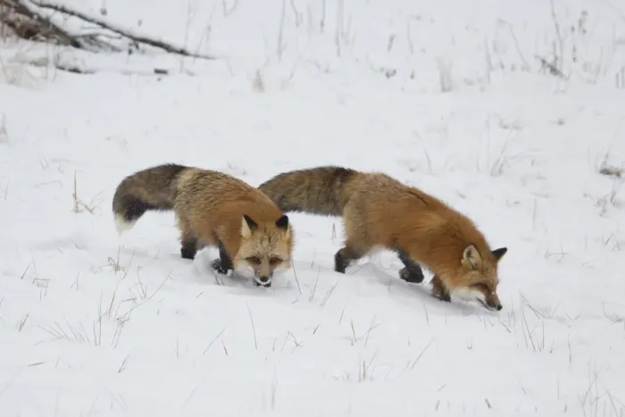 Framed Print : American Red Fox (Vulpes vulpes fulva) adult pair, walking on snow, Minnesota, U. S. A. January (captive)