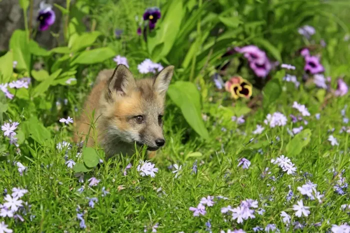 Framed Print : American Red Fox (Vulpes vulpes fulva) ten-weeks old cub, standing amongst flowers in meadow, Montana, U. S. A. june (captive) Framed Print : American Red Fox (Vulpes vulpes fulva) ten-weeks old cub, standing amongst flowers in meadow, Montana, U. S. A. june (captive)