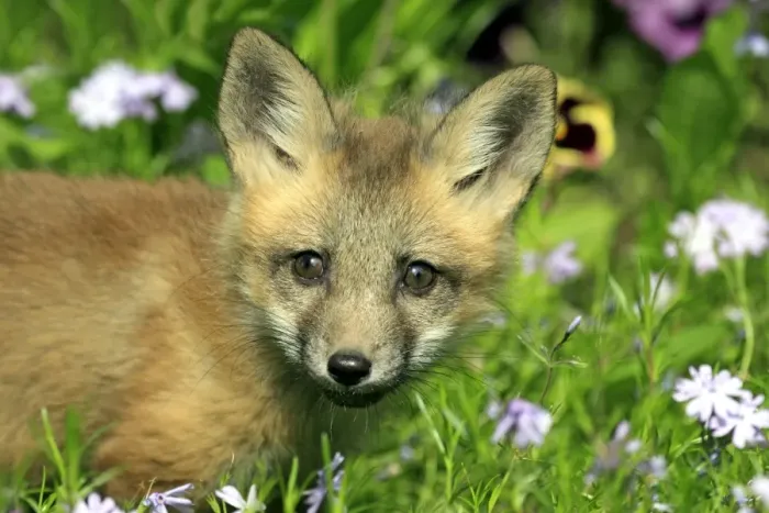 Framed Print : American Red Fox (Vulpes vulpes fulva) ten-weeks old cub, close-up of head, amongst flowers in meadow, Montana, U. S. A Framed Print : American Red Fox (Vulpes vulpes fulva) ten-weeks old cub, close-up of head, amongst flowers in meadow, Montana, U. S. A