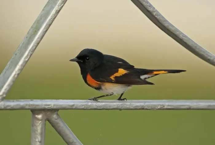 Framed Print : American Redstart (Setophaga ruticilla) adult male, perched on garden gate, Linstead, Jamaica, December Framed Print : American Redstart (Setophaga ruticilla) adult male, perched on garden gate, Linstead, Jamaica, December