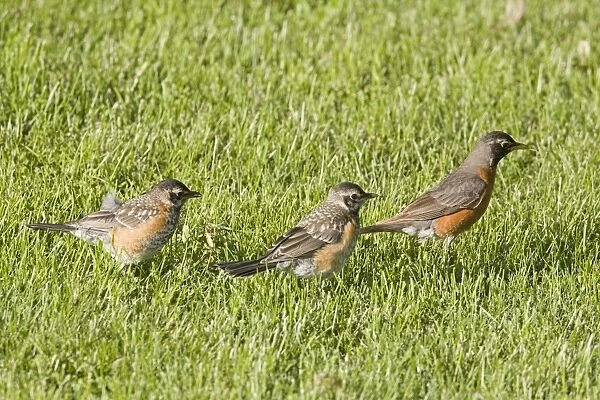 American Robin (Turdus migratorius) adult female with two young, foraging on garden lawn, North Dakota, U. S. A. June