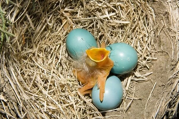 American Robin (Turdus migratorius) newly hatched chick and hatching eggs in nest, U. S. A