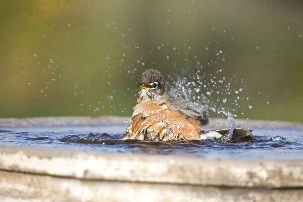 American Robin (Turdus migratorius) adult, bathing in garden birdbath, North Dakota, U. S. A. october