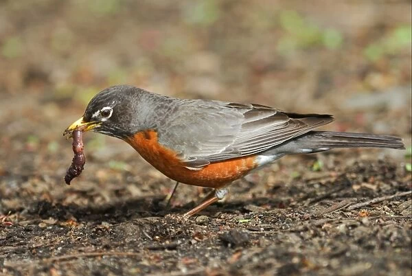 American Robin (Turdus migratorius) adult, feeding on earthworm in city parkland, Central Park, New York, New York State, U. S. A. april