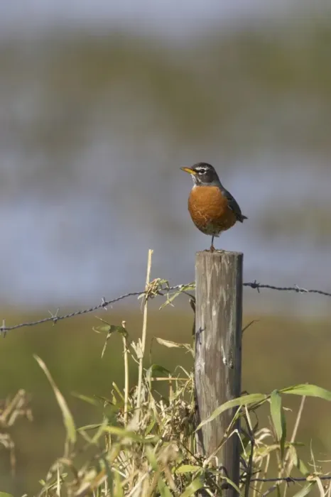 Framed Print : American Robin (Turdus migratorius) adult male, perched on fencepost, Lake Kissimmee, Florida, U. S. A