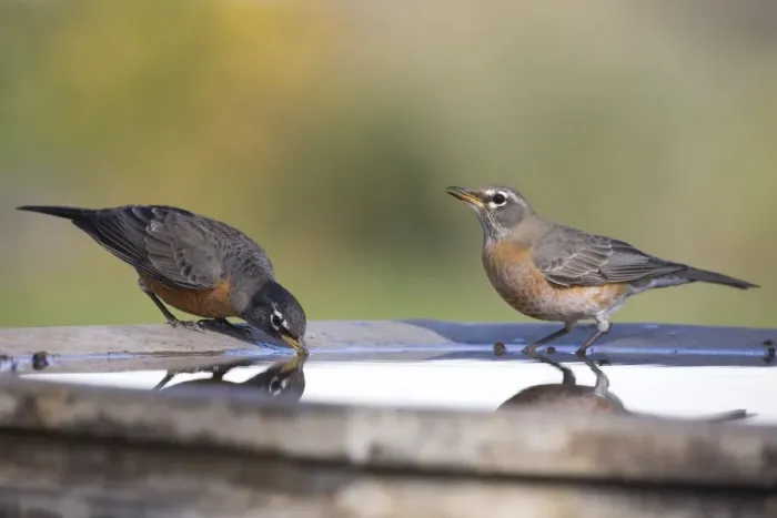 Framed Print : American Robin (Turdus migratorius) two adults, drinking at garden birdbath, North Dakota, U. S. A. october Framed Print : American Robin (Turdus migratorius) two adults, drinking at garden birdbath, North Dakota, U. S. A. october