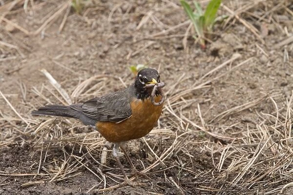 American Robin with worm in its bill - Utah, USA