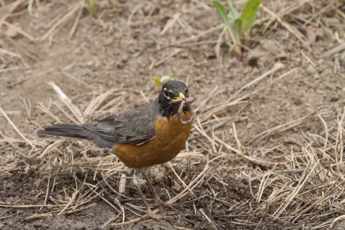 Framed Print : American Robin with worm in its bill - Utah, USA Framed Print : American Robin with worm in its bill - Utah, USA
