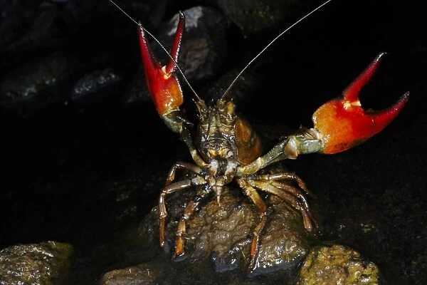 American Signal Crayfish (Pacifastacus leniusculus) introduced species, adult, with claws raised in defensive posture, Italy, august