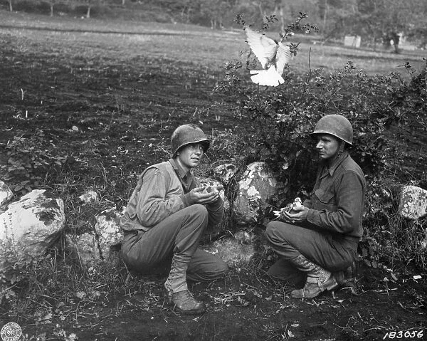 American soldiers from Divisional Signal Company, releasing courier pigeons on frontline during World War Two, near Liberi, Campania, Italy, october 1943 (U. S. Army Signal Corps)