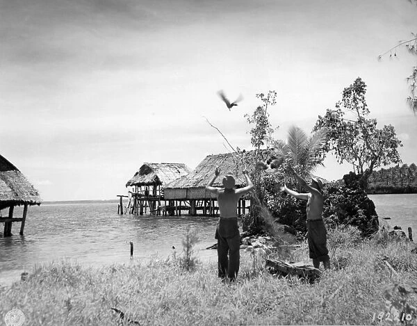 American soldiers from Reconnaissance Troop of 1st Cavalry Divison, releasing courier pigeons with messages for headquarters during World War Two, Ami Island, Admiralty Islands, Bismarck Archipelago, Pacific Ocean, march 1944 (U. S)