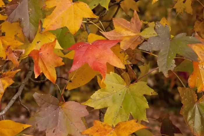 Framed Print : American Sweetgum (Liquidamber styraciflua) close-up of leaves, in autumn colour, New York State, U. S. A. november Framed Print : American Sweetgum (Liquidamber styraciflua) close-up of leaves, in autumn colour, New York State, U. S. A. november