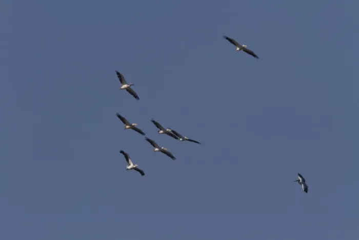 Framed Print : American White Ibis (Eudocimus albus) adult, in flight, with food in beak Framed Print : American White Ibis (Eudocimus albus) adult, in flight, with food in beak