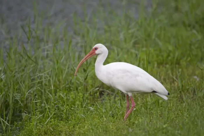 Framed Print : American White Ibis (Eudocimus albus) adult, standing in marsh, Florida, U. S. A. august Framed Print : American White Ibis (Eudocimus albus) adult, standing in marsh, Florida, U. S. A. august