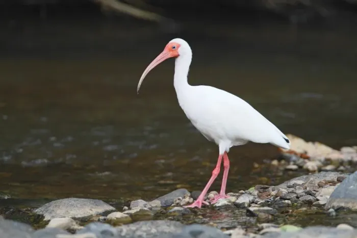 Framed Print : American White Ibis (Eudocimus albus) adult, standing at edge of river, Costa Rica, April