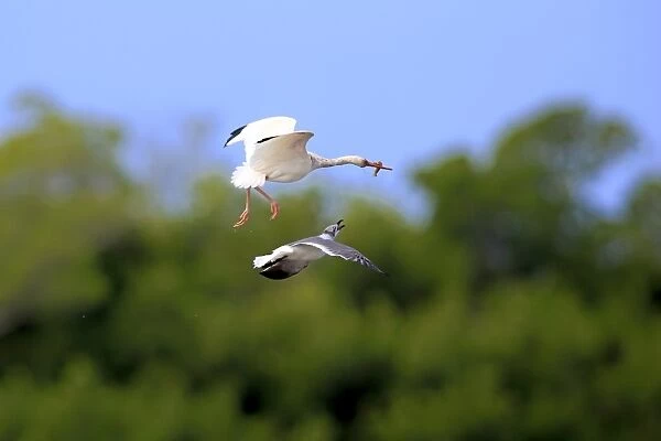 American White Ibis (Eudocimus albus) adult, in flight, with food in beak