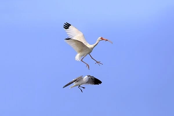 American White Ibis (Eudocimus albus) adult, in flight, with food in beak