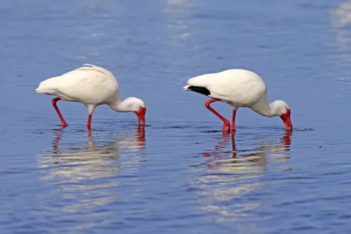 Framed Print : American White Ibis (Eudocimus albus) two adults, foraging in shallow water, Sanibel Island, Florida, U. S. A. March
