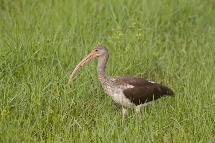 Framed Print : American White Ibis (Eudocimus albus) juvenile, standing in grass, Florida, U. S. A. august Framed Print : American White Ibis (Eudocimus albus) juvenile, standing in grass, Florida, U. S. A. august