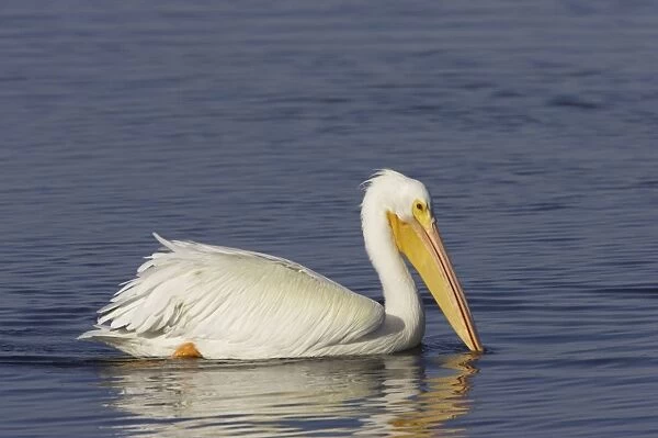 American White Pelican (Pelecanus erythrorhynchos) adult, non-breeding plumage, swimming, Ding Darling N. W. R