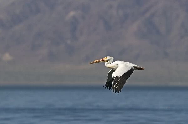 American White Pelican (Pelecanus erythrorhynchos) adult, breeding plumage, in flight over saline lake, Salton Sea, California, U. S. A. april