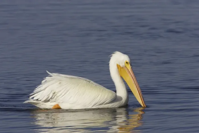 Framed Print : American White Pelican (Pelecanus erythrorhynchos) adult, non-breeding plumage, swimming, Ding Darling N. W. R Framed Print : American White Pelican (Pelecanus erythrorhynchos) adult, non-breeding plumage, swimming, Ding Darling N. W. R