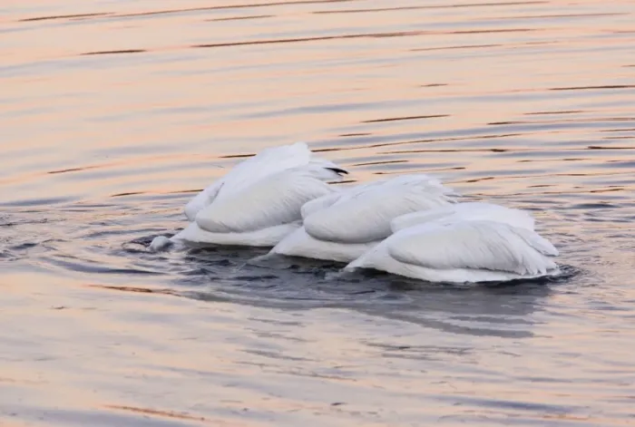 Framed Print : American White Pelican (Pelecanus erythrorhynchos) three adults, collective feeding on water at dusk, Bodega Bay Framed Print : American White Pelican (Pelecanus erythrorhynchos) three adults, collective feeding on water at dusk, Bodega Bay
