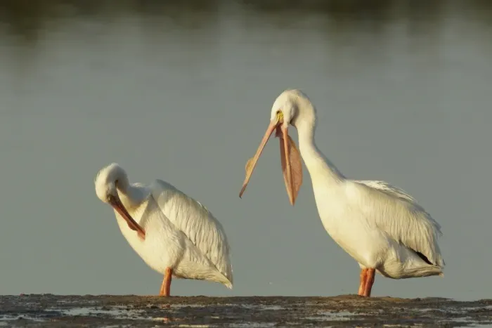 Framed Print : American White Pelican (Pelecanus erythrorhynchos) two adults, breeding plumage, preening