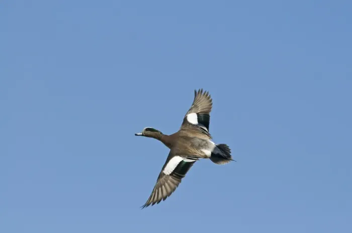 Framed Print : American Wigeon (Anas americana) adult male, in flight, New Mexico, U. S. A. january