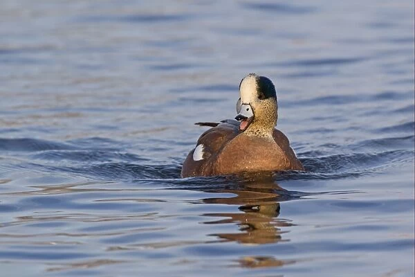 American Wigeon (Anas americana) adult male, calling and swimming, Socorro, New Mexico, U. S. A. december