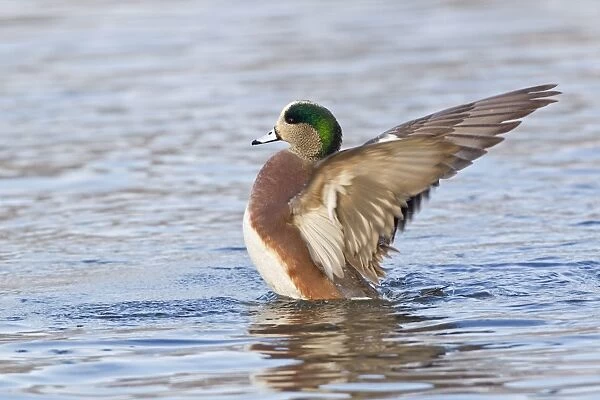 American Wigeon (Anas americana) adult male, flapping wings on water, Socorro, New Mexico, U. S. A. december