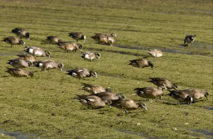 Framed Print : American Wigeon (Anas americana) flock, feeding, grazing on coastal pasture, Bolinas Bay, California, U. S. A. february Framed Print : American Wigeon (Anas americana) flock, feeding, grazing on coastal pasture, Bolinas Bay, California, U. S. A. february