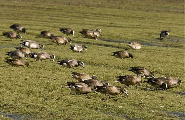 American Wigeon (Anas americana) flock, feeding, grazing on coastal pasture, Bolinas Bay, California, U. S. A. february
