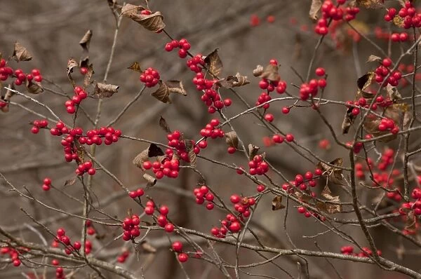 American Winterberry (Ilex verticillata) close-up of berries, growing in woodland, New York State, U. S. A. november