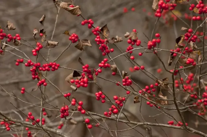 Framed Print : American Winterberry (Ilex verticillata) close-up of berries, growing in woodland, New York State, U. S. A. november Framed Print : American Winterberry (Ilex verticillata) close-up of berries, growing in woodland, New York State, U. S. A. november