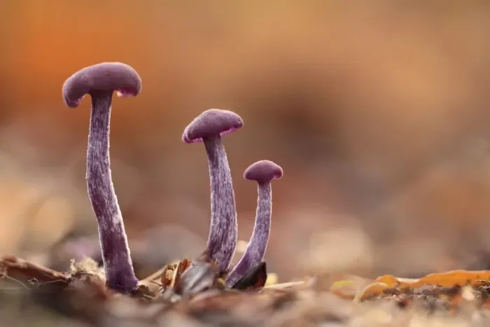 Framed Print : Amethyst Deceiver (Laccaria amethystea) three fruiting bodies, growing amongst leaf litter in woodland, Leicestershire, England, november Framed Print : Amethyst Deceiver (Laccaria amethystea) three fruiting bodies, growing amongst leaf litter in woodland, Leicestershire, England, november