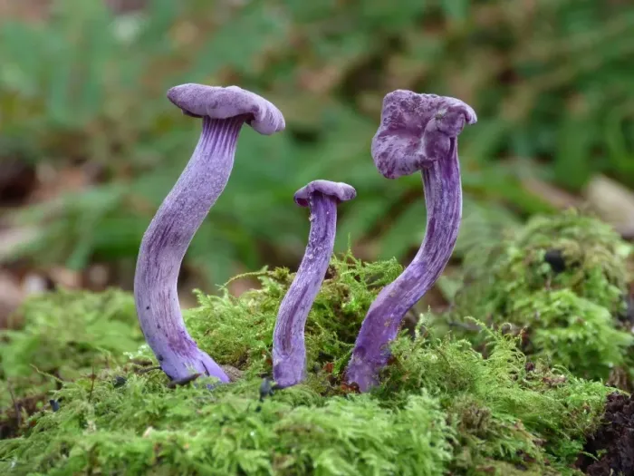 Framed Print : Amethyst Deceiver (Laccaria amethystina) fruiting bodies, growing amongst moss in woodland, Leicestershire, England Framed Print : Amethyst Deceiver (Laccaria amethystina) fruiting bodies, growing amongst moss in woodland, Leicestershire, England