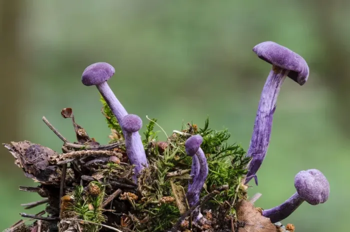 Framed Print : Amethyst Deceiver (Laccaria amethystina) fruiting bodies, growing from moss covered clump of woodland debris Framed Print : Amethyst Deceiver (Laccaria amethystina) fruiting bodies, growing from moss covered clump of woodland debris
